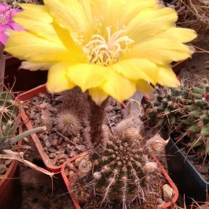 Lobivia aurea v. schaferi -s