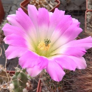 Echinocereus pentalopus -seeds-семена-
