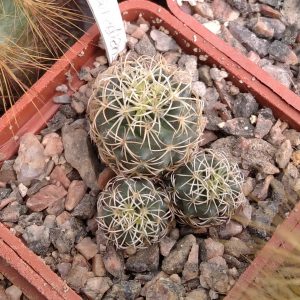 Сoryphantha pseudoradians FO 047  -MG- s