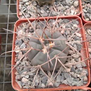 Gymnocalycium cardenasianum -s