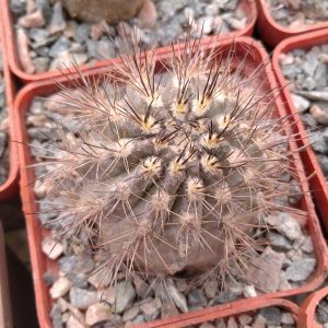 Neoporteria heteracantha -MG- s