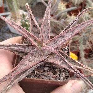 Aloe hybr. -s