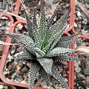 Наworthia fasciata cv. -s