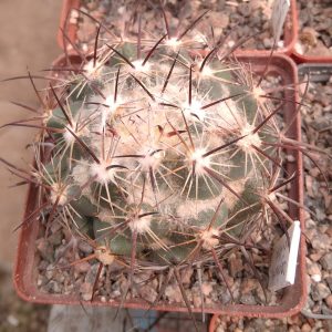 Coryphantha cornifera -s