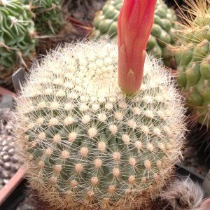 Matucana hainei v. cereoides KK460 -MG- s