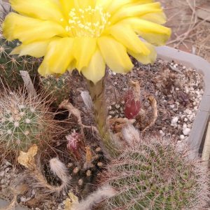 Lobivia aurea v. leucomala R116 -MG- s