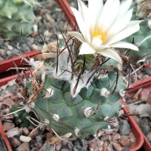 Turbinicarpus klinkerianus SB275 -s