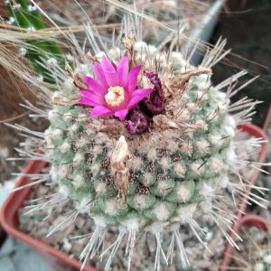 Strombocactus esperanzae -seeds-семена-