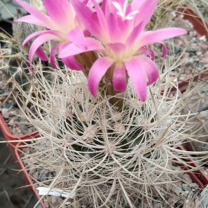 Neoporteria senilis -super spines-