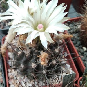 Neochilenia pulchella -s
