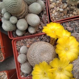 Sulcorebutia heliosoides LH1544 -seeds- cемена-