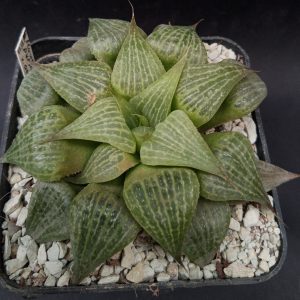 Haworthia pygmaea v. acuminata, Gourtiz, ex. S.H.
