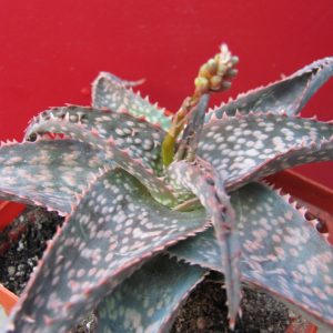 Aloe zebrina