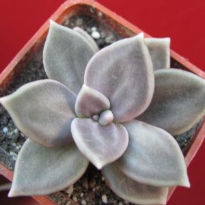 Echeveria xichuensis