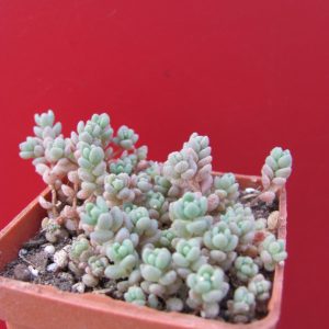 Sedum dasyphyllum