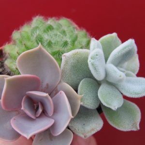3 Echeveria