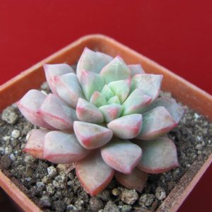 Echeveria expatriata
