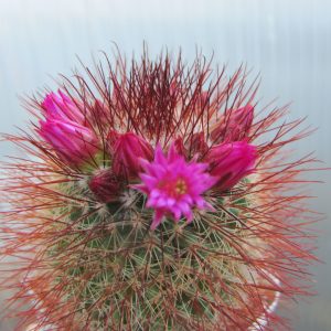 Mammillaria spinosissima