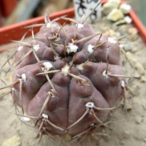 gymnocalycium  sp.LB 1062 Panarotto