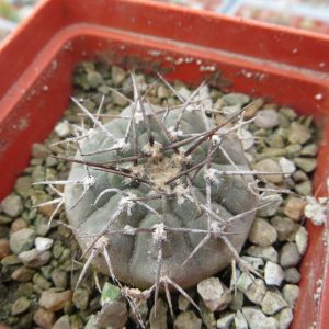 406.1078 gymnocalicium riojense paucispinum