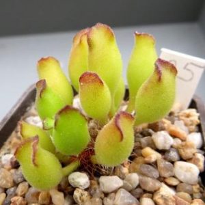 25 adromischus marianae klienport