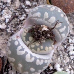 lithops otzeniana
