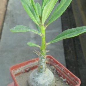 pachypodium succulentum