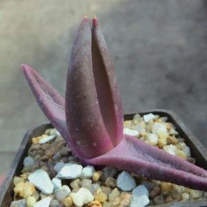glothyphyllum spec ЮАР
