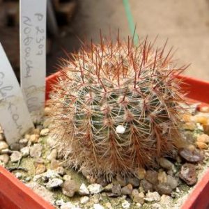 P 2307 notocactus soldtianus