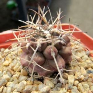 gymnocalycium schickendantzii v delaetii