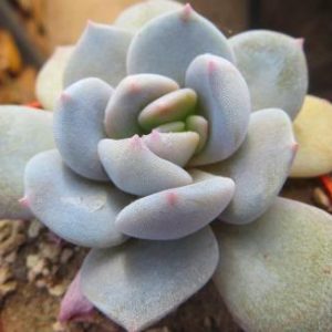echeveria laui hybrids