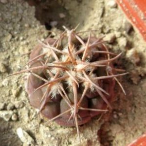gymnocalycium spegazzinii var. punillense