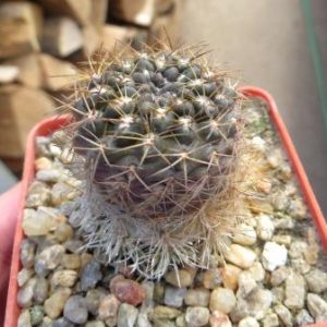 Copiapoa maritima MG 85.717, KK1709