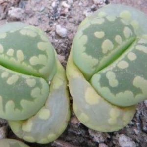 lithops otzeniana 'aquamarine'
