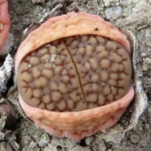 1608.5 lithops hallii ochracea C 303