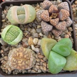суккуленты mix