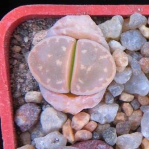 ithops olivacea c 162