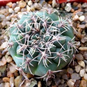 3508 MG  gymnocalycium species