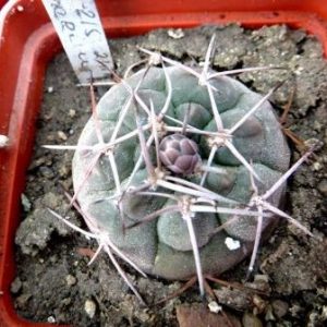 2405.07 gymnocalycium rhodantherum VG 215