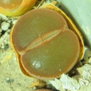 lithops lesliei