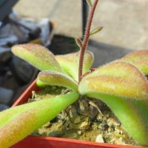 tylecodon leucothrix