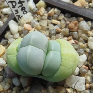 gibbaeum helsii pink flower