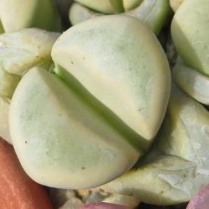 lithops meyeri