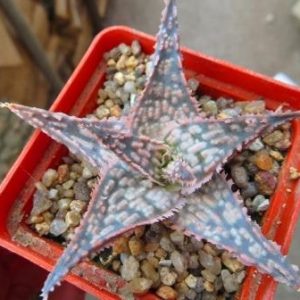aloe hybrids