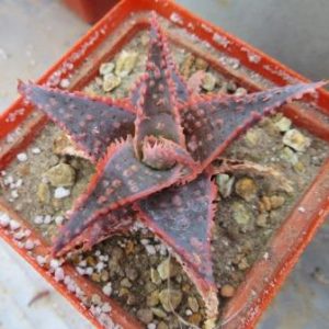 aloe christmas carol культивар