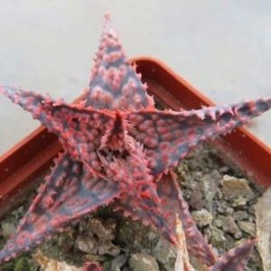 aloe hybrids