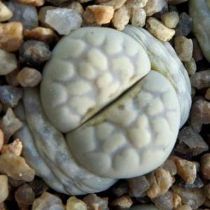 lithops yulii c 297