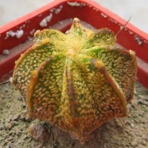 astrophytum hybrid