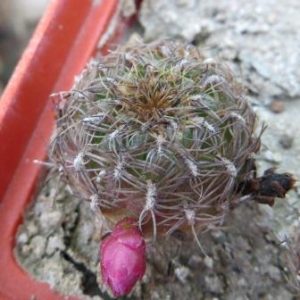 sulcorebutia spec MS 518