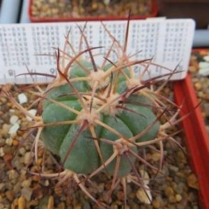 260.79 echinocactus horizonthalonius